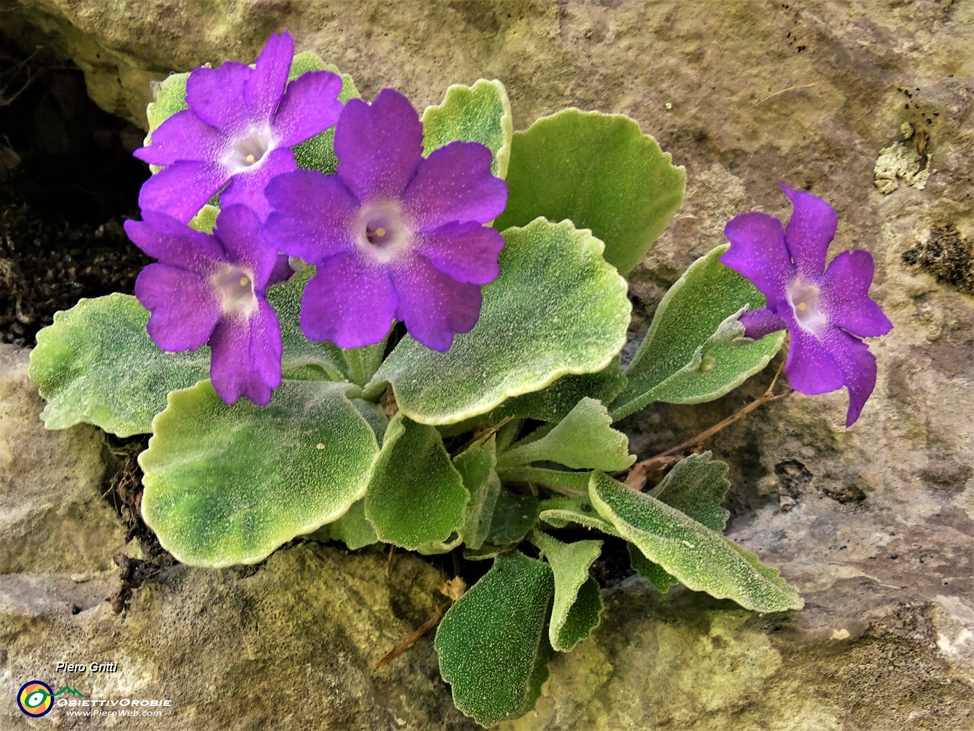 33 Primula Albenensis  (Primula del Monte Alben) nei pressi del Bivacco Plana (1280 m).JPG -                                